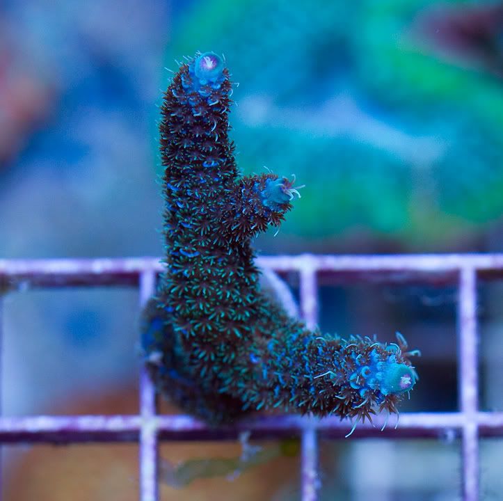 anewcoral 1 7 - Corals By Special Request!!
