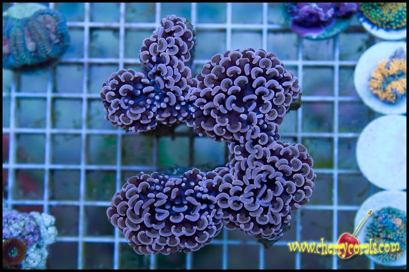anewcoral 10 - Some Easter Eye Candy!