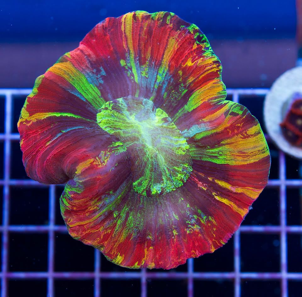 anewcoral 12 6 - Mid Week Cherry Corals Update!!