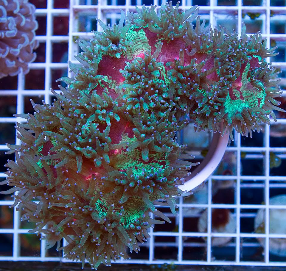 anewcoral 13 2 - Mid Week Cherry Corals Update!!