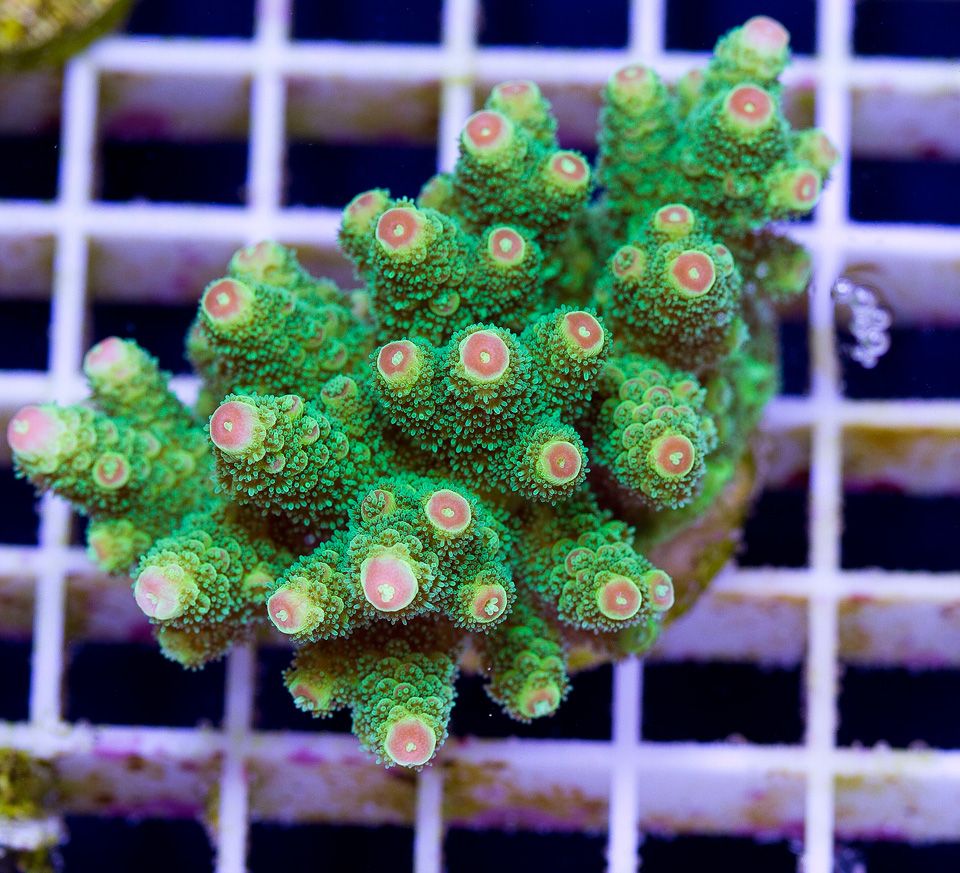 anewcoral 15 5 - Friday Freshness from Cherry Corals!
