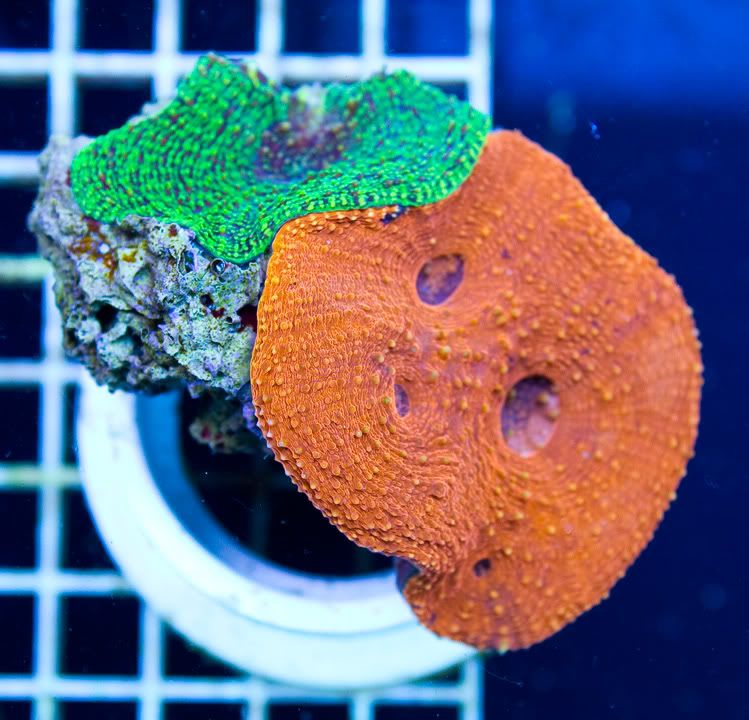 anewcoral 16 1 - We Got Yer Hot Corals Right Here!!!