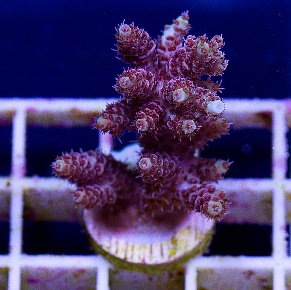 anewcoral 17 5 - Friday Freshness from Cherry Corals!
