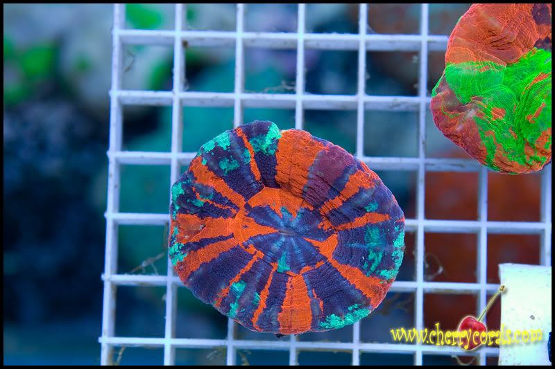 anewcoral 2 2 - Some Easter Eye Candy!
