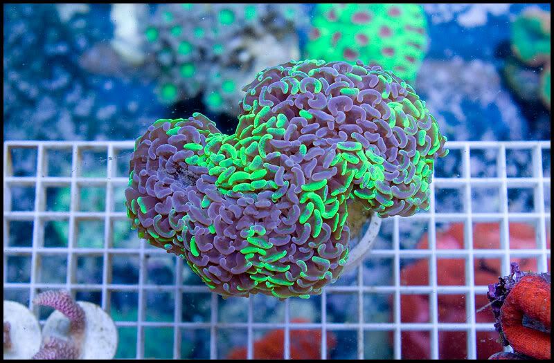 anewcoral 2 3 - Some Easter Eye Candy!