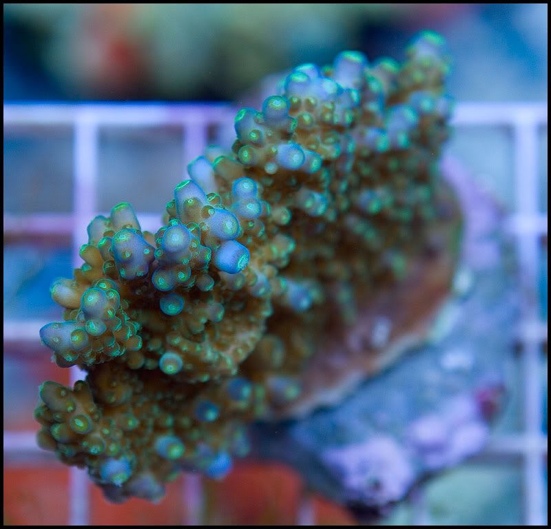 anewcoral 21 1 - 36 WYSIWYG Acropora Colonies!