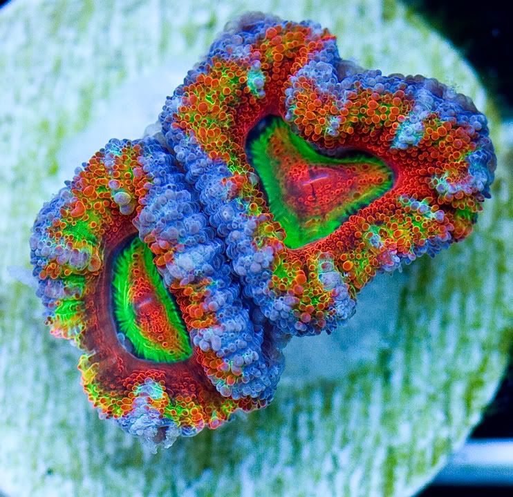 anewcoral 22 1 - We Got Yer Hot Corals Right Here!!!