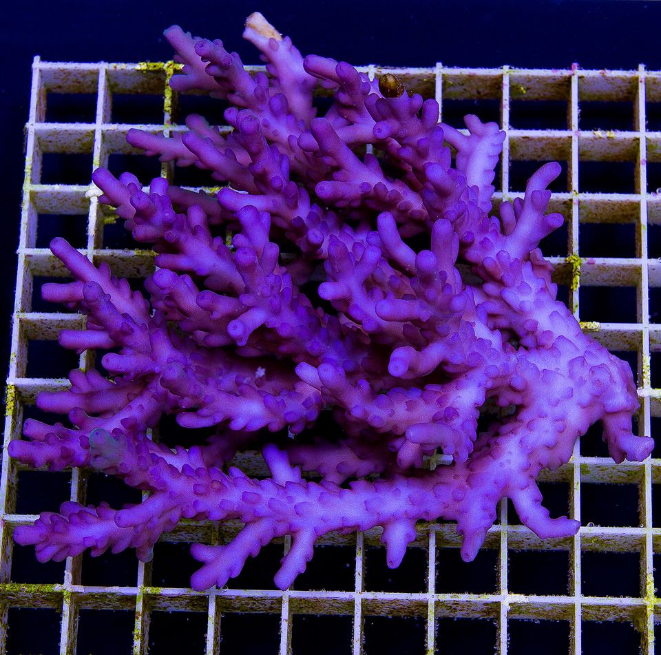 anewcoral 23 2 - Friday Freshness from Cherry Corals!