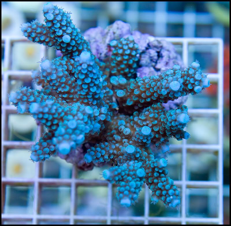 anewcoral 26 1 - 36 WYSIWYG Acropora Colonies!