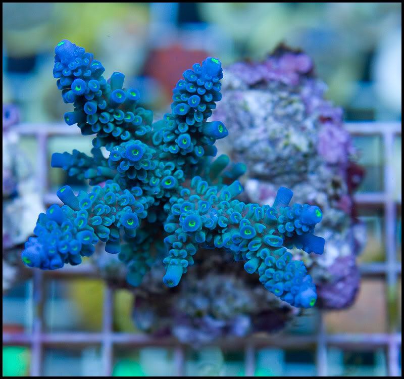 anewcoral 27 1 - 36 WYSIWYG Acropora Colonies!