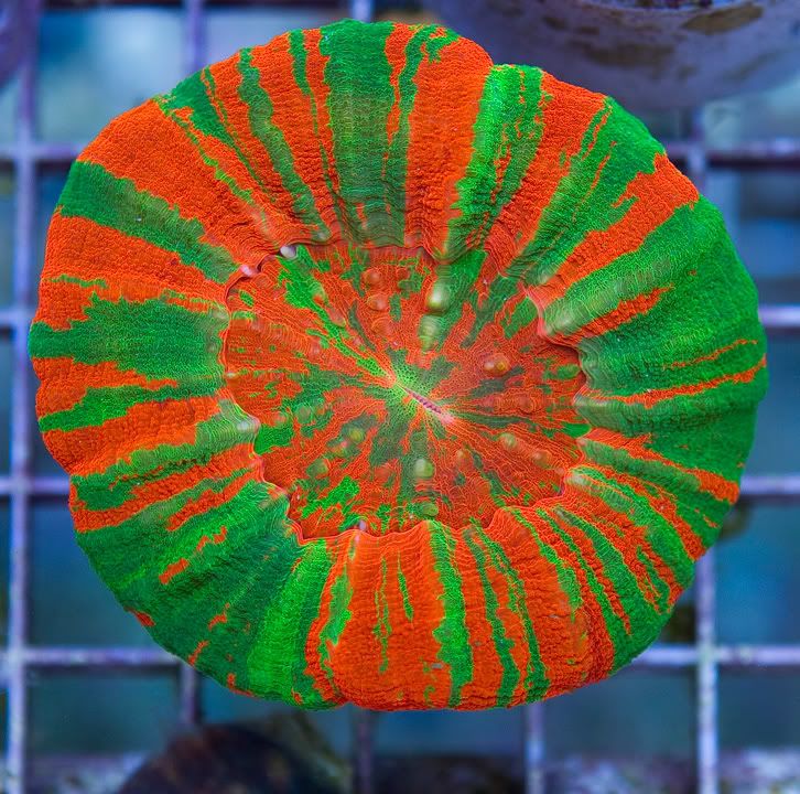 anewcoral 27 2 - We Got Yer Hot Corals Right Here!!!