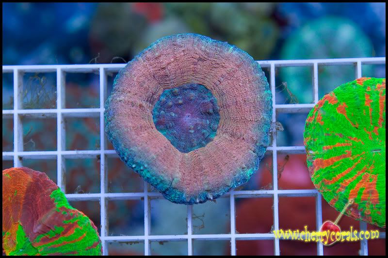 anewcoral 3 1 - Some Easter Eye Candy!