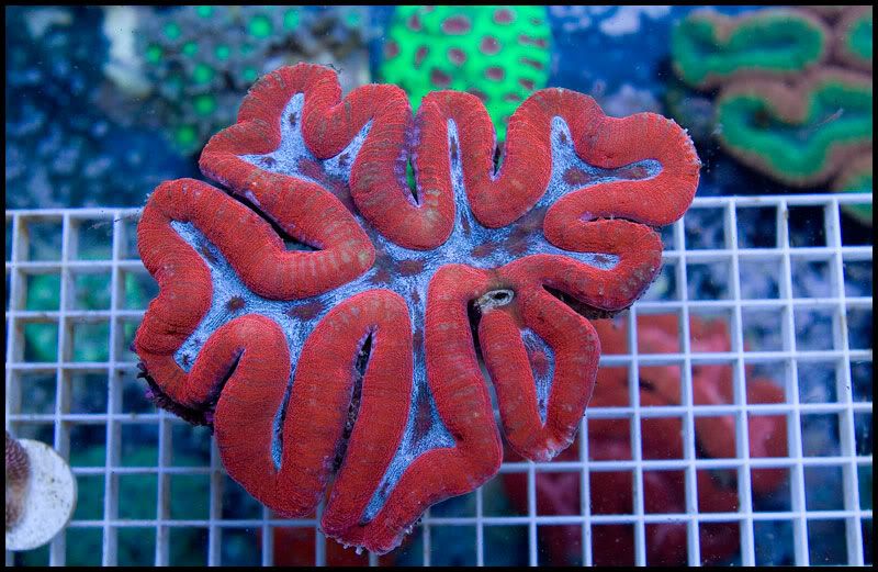 anewcoral 3 2 - Some Easter Eye Candy!