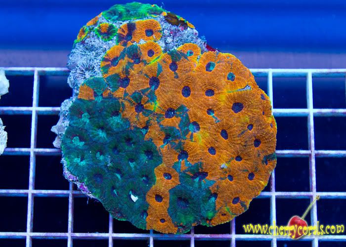 anewcoral 3 7 - Friday Morning Update!