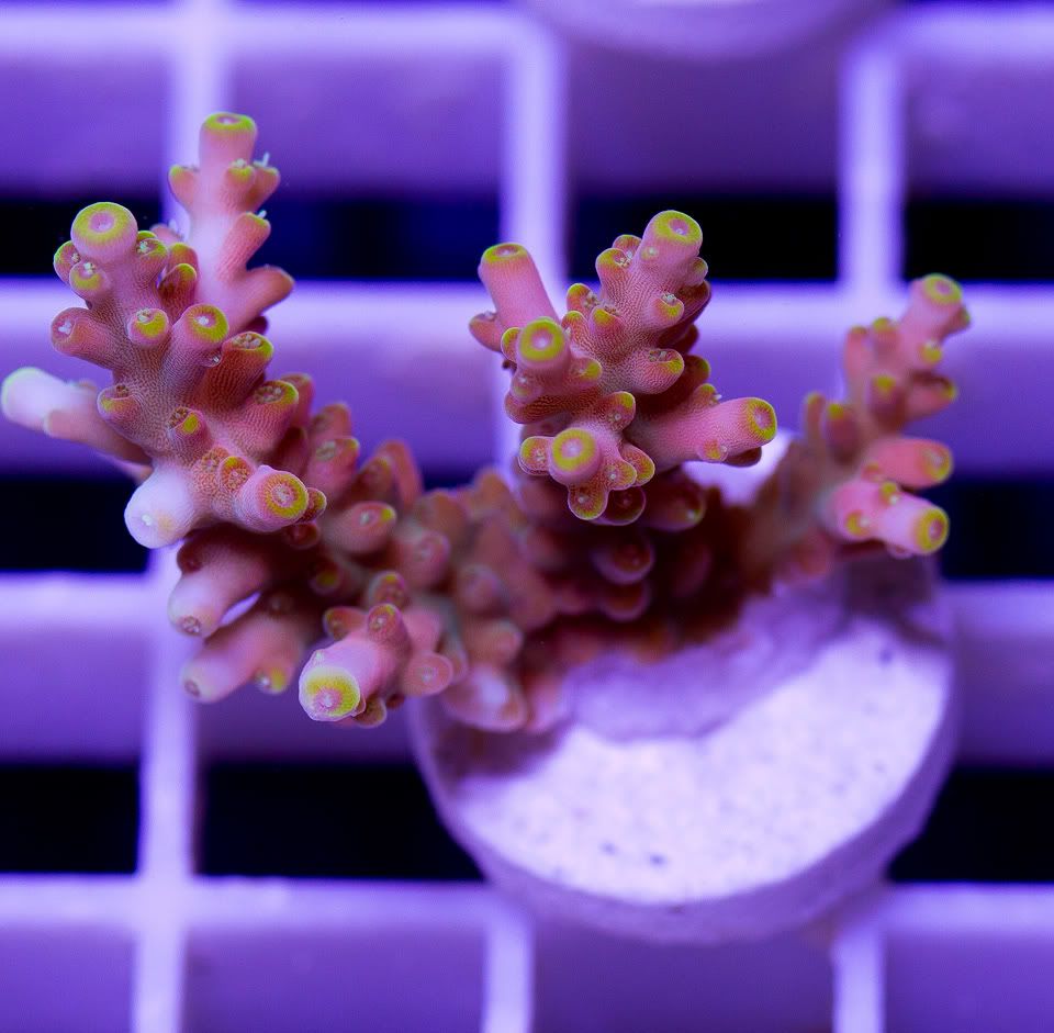 anewcoral 30 3 - Mid Week Cherry Corals Update!!