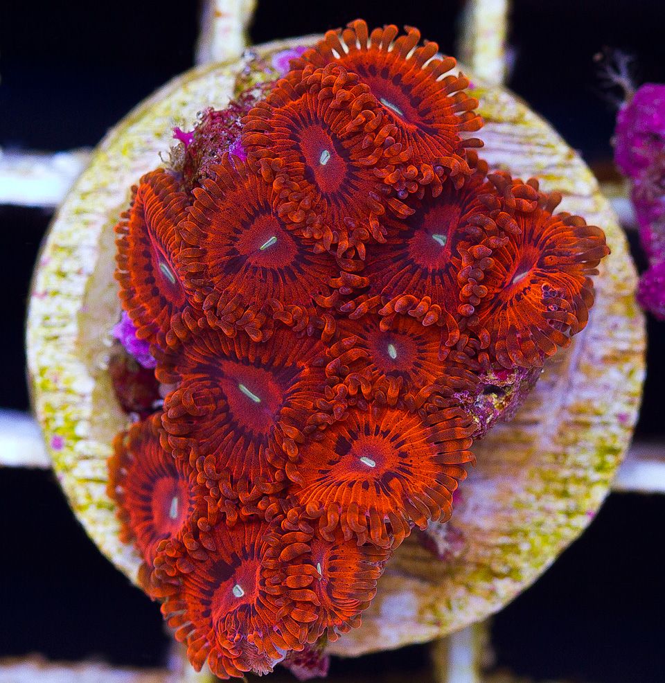 anewcoral 32 3 - Friday Freshness from Cherry Corals!