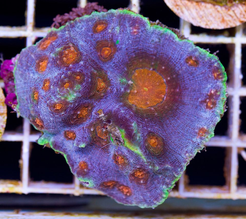 anewcoral 33 - Friday Freshness from Cherry Corals!