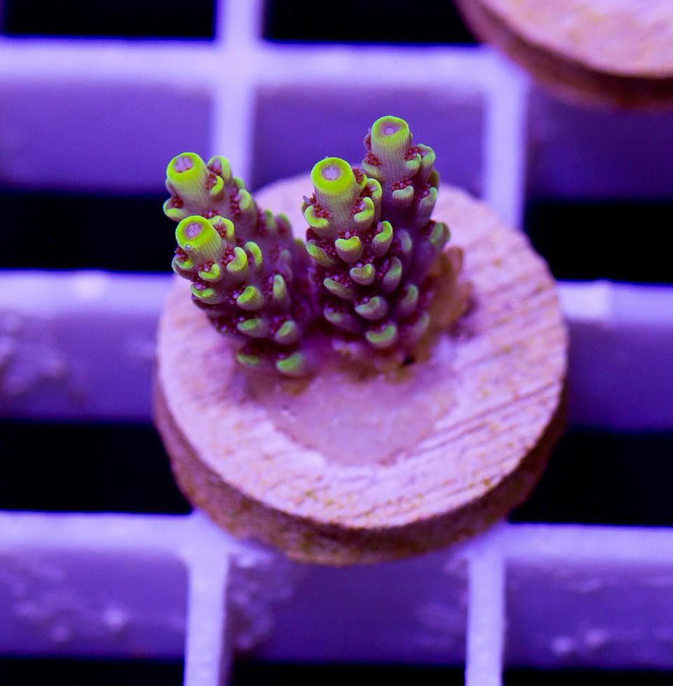 anewcoral 34 1 - Mid Week Cherry Corals Update!!