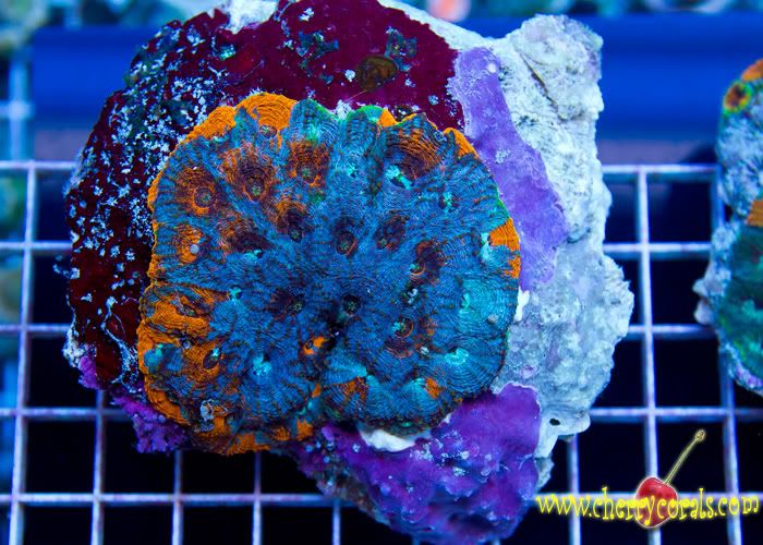 anewcoral 4 2 - Friday Morning Update!