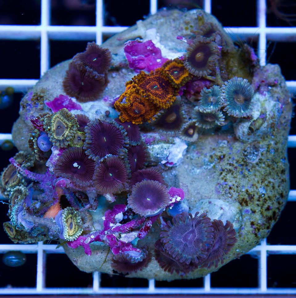 anewcoral 4 3 - **Warning** Very Cherry Weekend Ahead!