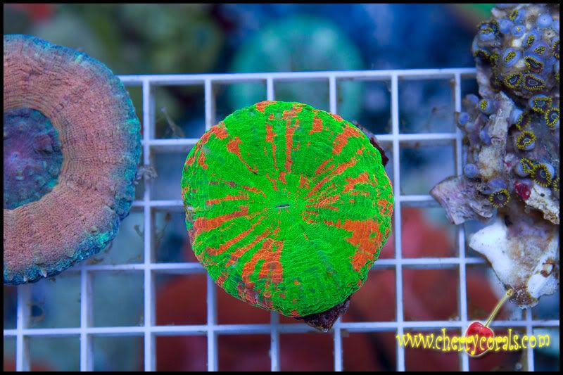 anewcoral 4 - Some Easter Eye Candy!