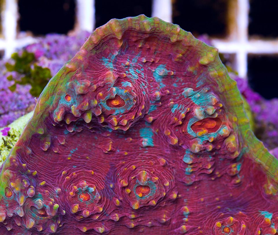 anewcoral 41 2 - Friday Freshness from Cherry Corals!