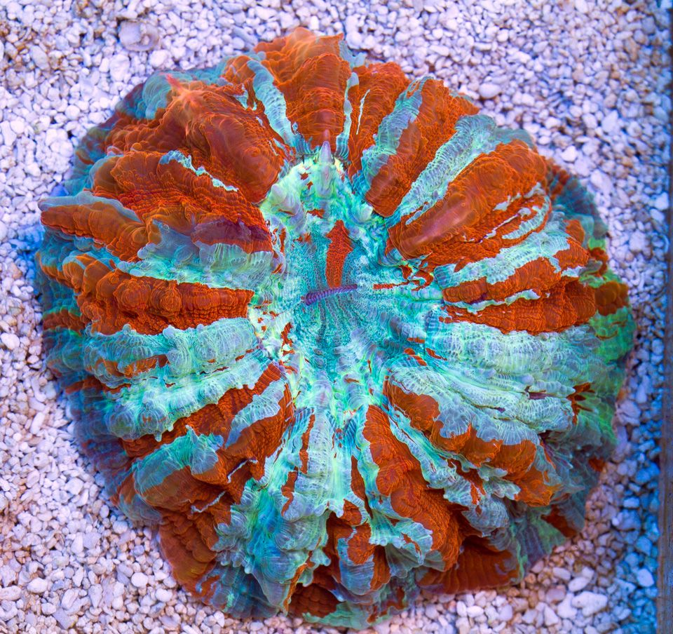 anewcoral 43 - Friday Freshness from Cherry Corals!