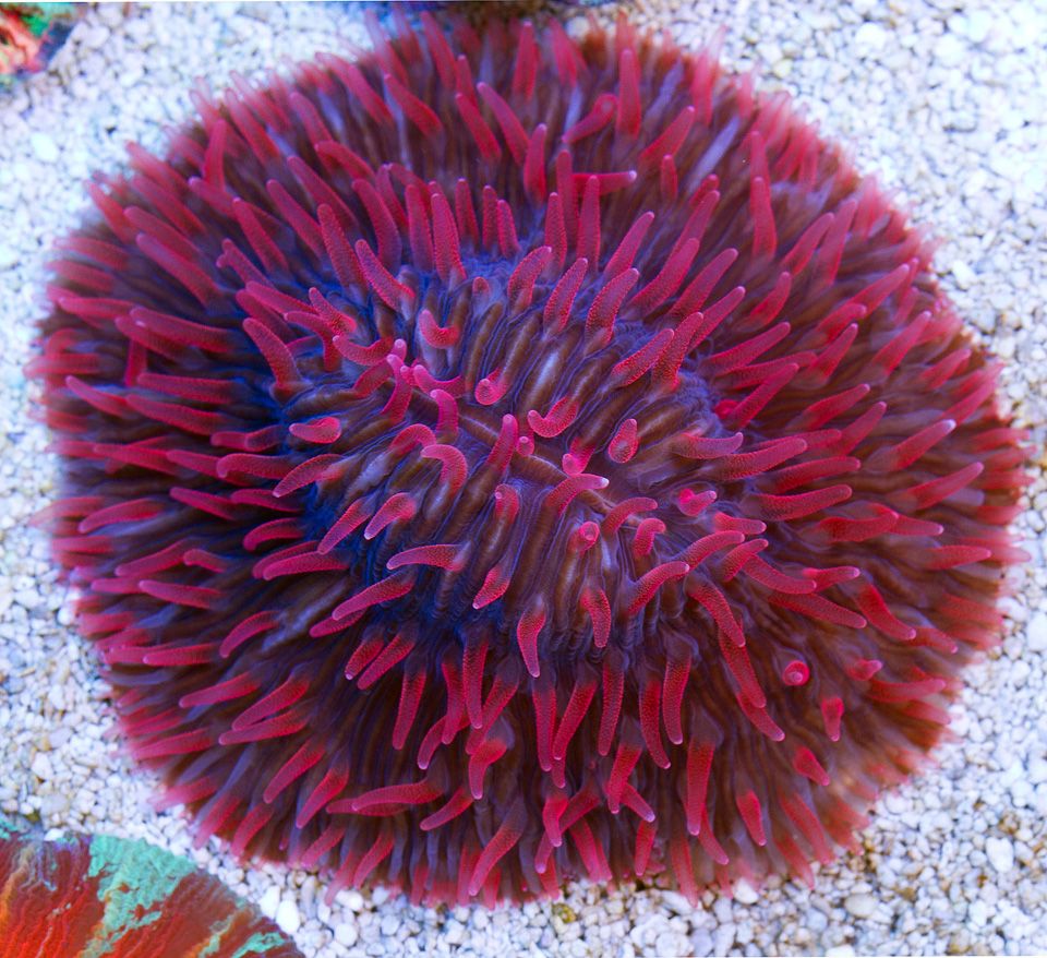 anewcoral 44 - Friday Freshness from Cherry Corals!