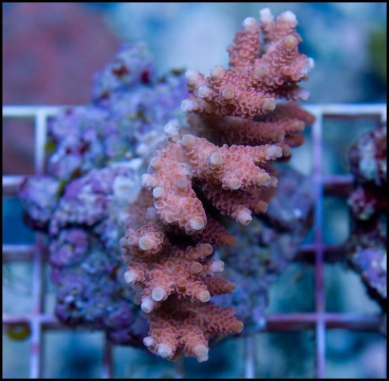 anewcoral 48 - 36 WYSIWYG Acropora Colonies!
