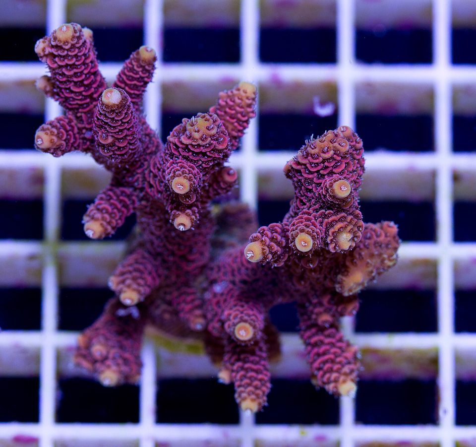 anewcoral 5 3 - Friday Freshness from Cherry Corals!