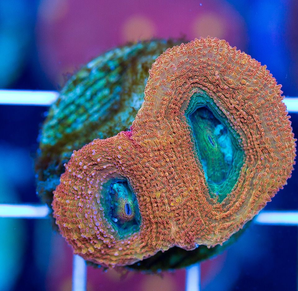 anewcoral 50 2 - Friday Freshness from Cherry Corals!
