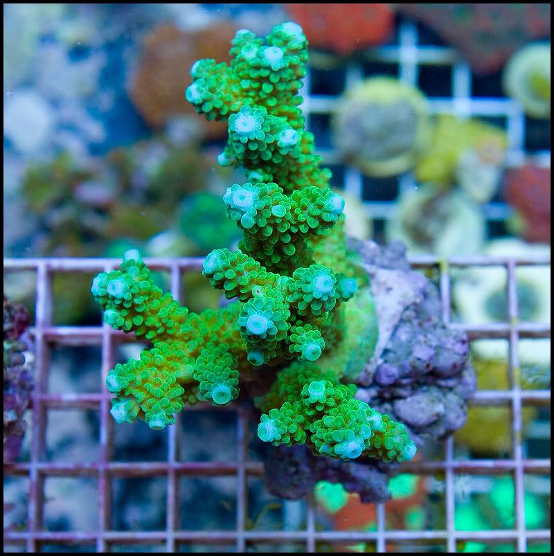 anewcoral 50 - 36 WYSIWYG Acropora Colonies!
