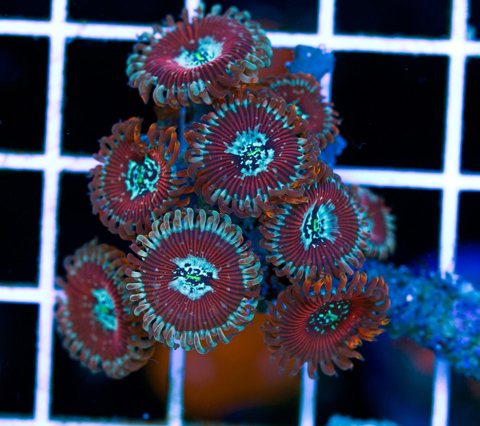 anewcoral 52 1 - Friday Freshness from Cherry Corals!