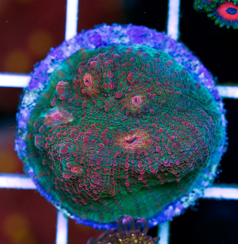 anewcoral 53 - Friday Freshness from Cherry Corals!