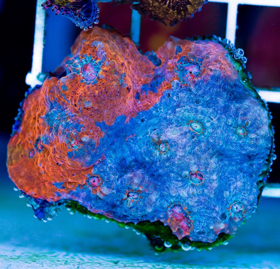 anewcoral 57 - Friday Freshness from Cherry Corals!