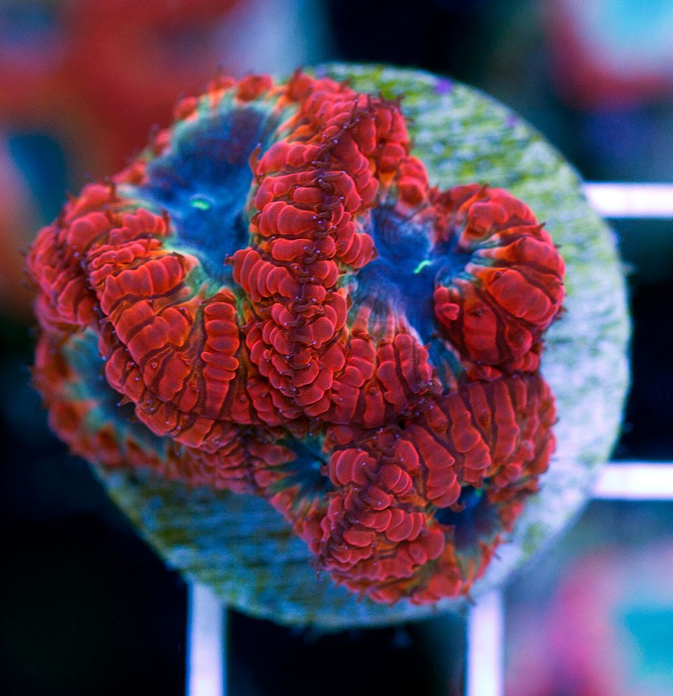 anewcoral 58 - Friday Freshness from Cherry Corals!