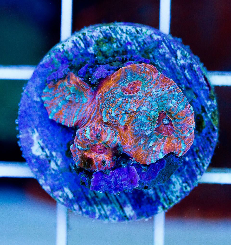 anewcoral 64 - Friday Freshness from Cherry Corals!