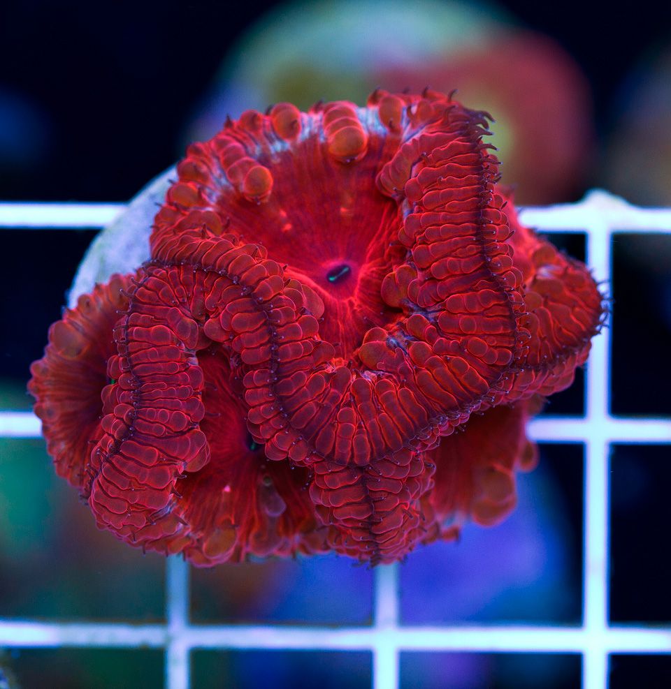 anewcoral 65 - Friday Freshness from Cherry Corals!