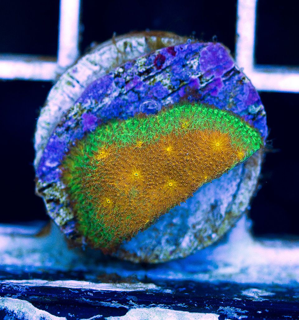 anewcoral 68 - Friday Freshness from Cherry Corals!