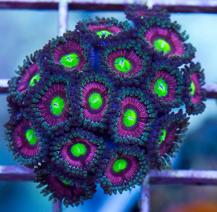 anewcoral 7 2 - Corals By Special Request!!
