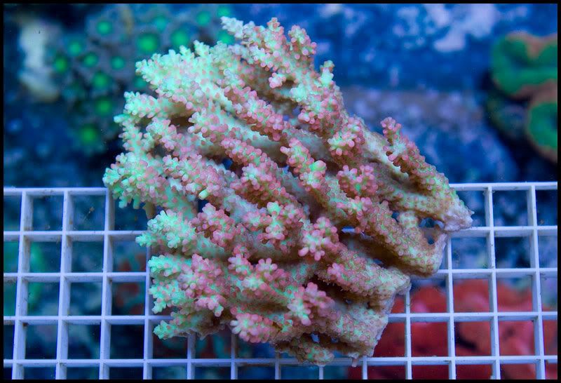 anewcoral 7 - Some Easter Eye Candy!