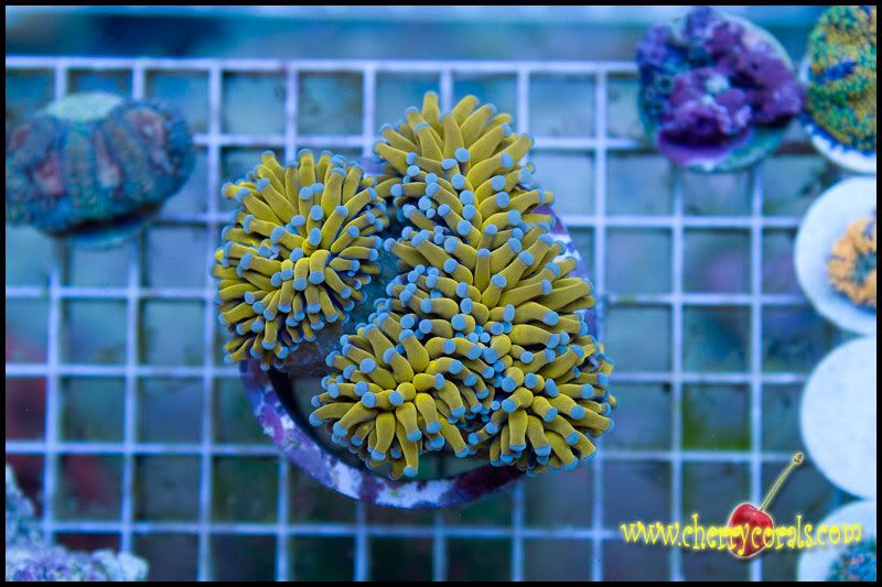 anewcoral 8 - Some Easter Eye Candy!