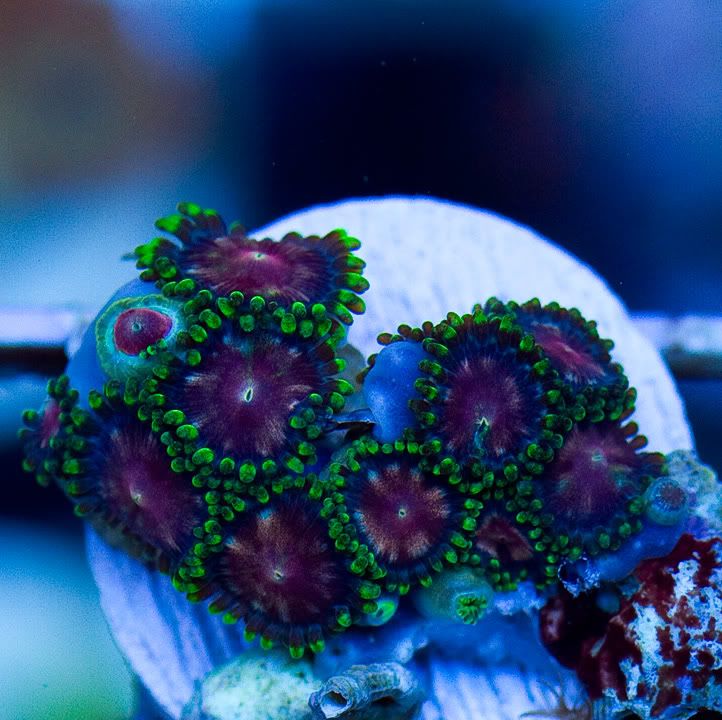 anewcoral 9 2 - We Got Yer Hot Corals Right Here!!!