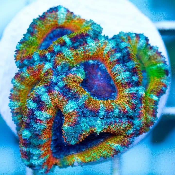 anewcorals - AWESOME Acan Upload Weekend!!