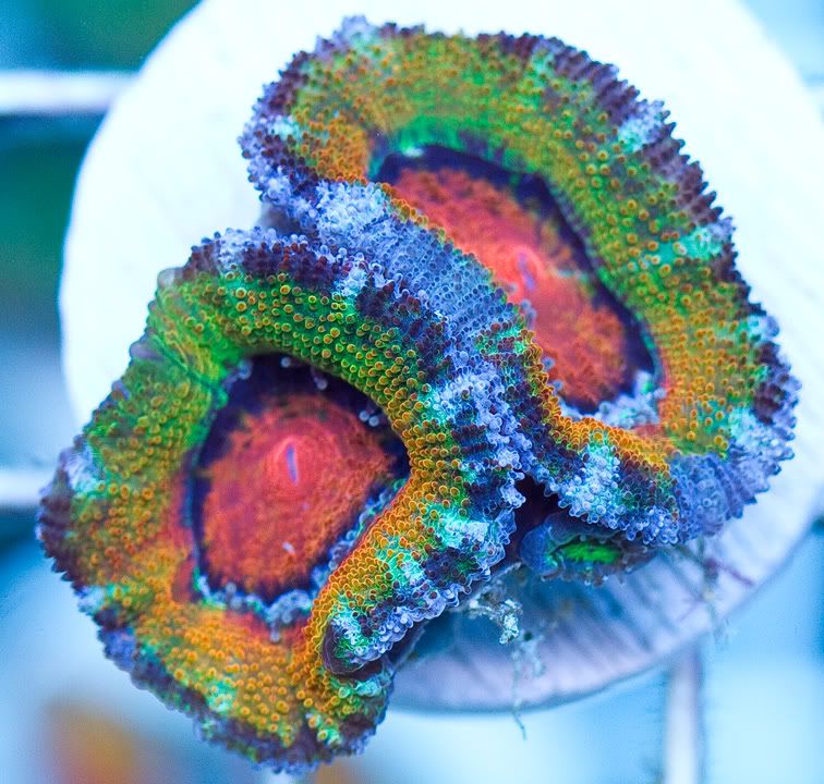anewcorals 1 2 - AWESOME Acan Upload Weekend!!