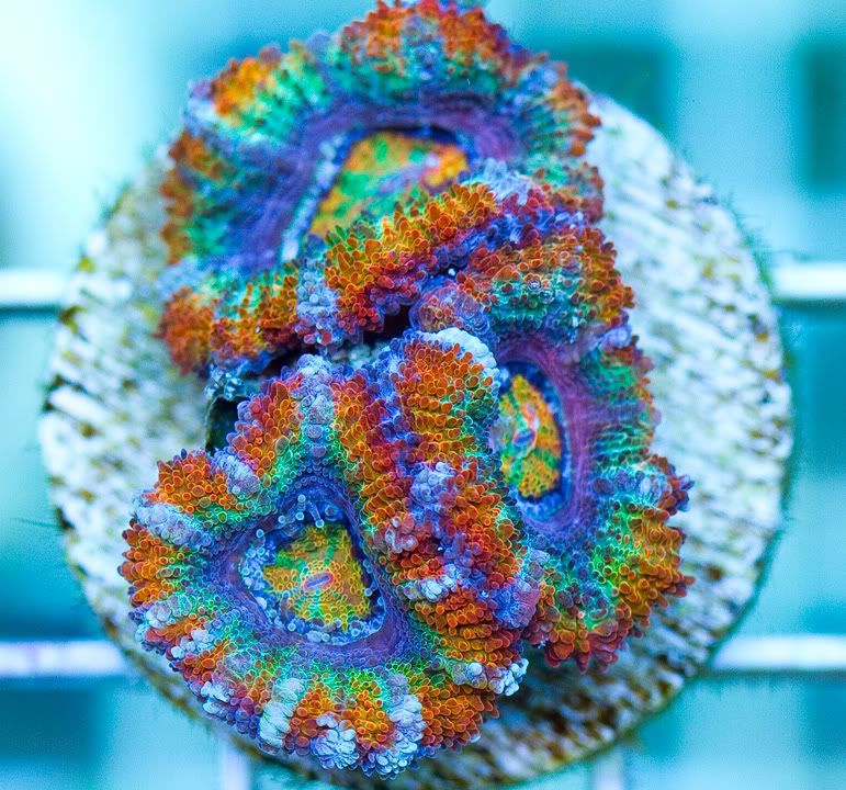anewcorals 13 2 - AWESOME Acan Upload Weekend!!