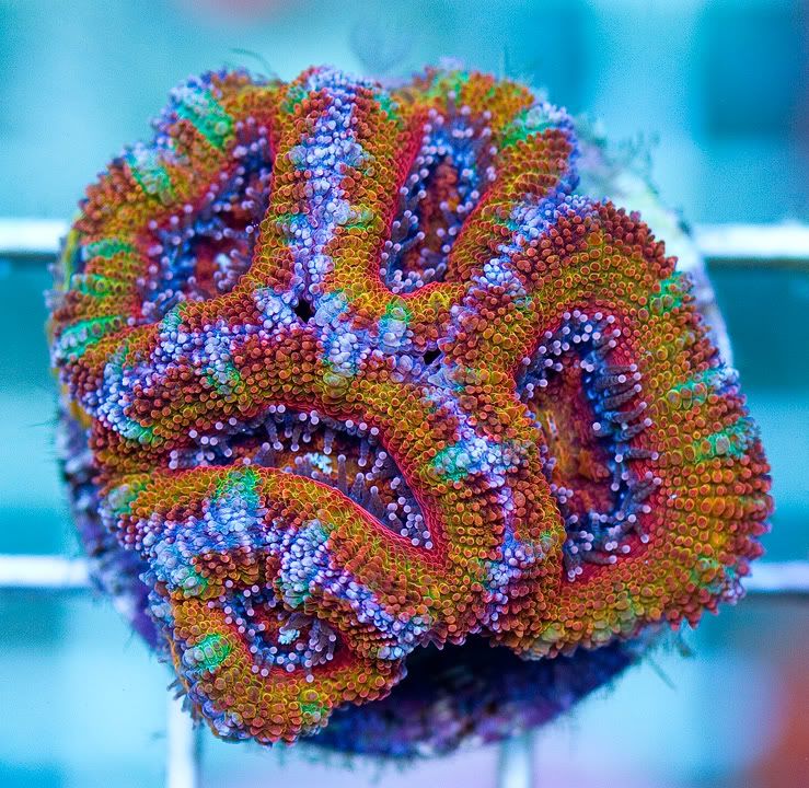 anewcorals 14 1 - AWESOME Acan Upload Weekend!!