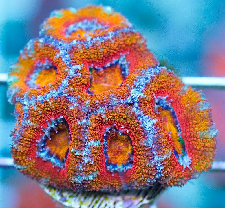 anewcorals 15 1 - AWESOME Acan Upload Weekend!!