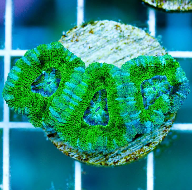 anewcorals 19 1 - AWESOME Acan Upload Weekend!!