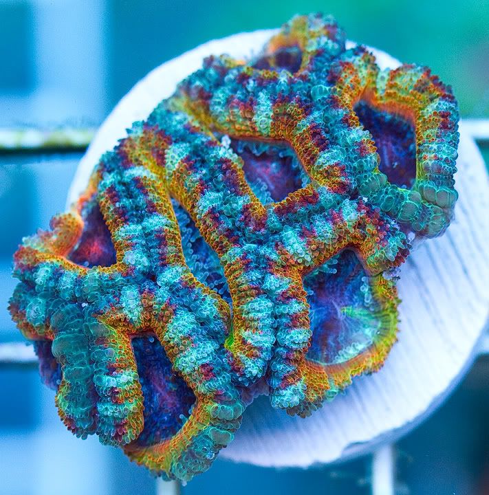 anewcorals 2 1 - AWESOME Acan Upload Weekend!!